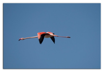 Roze flamingo 230926-47 kopie.jpg