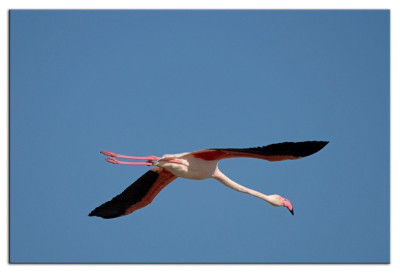 Roze flamingo 230926-32 kopie.jpg