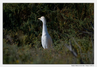 koereiger 230926-01 kopie.jpg