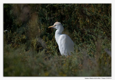 koereiger 230926-02 kopie.jpg