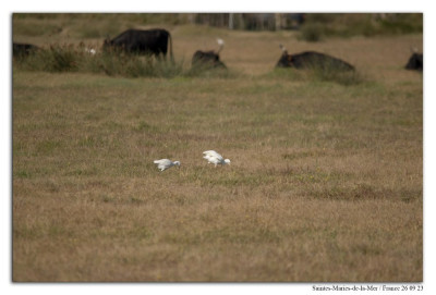 koereiger 230926-05 kopie.jpg