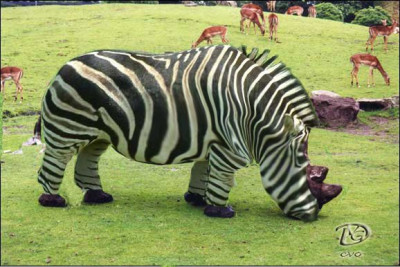 zebrahoorn.jpg