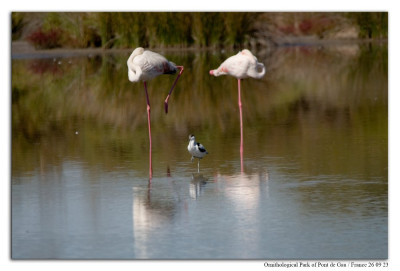 Flamingo 230926-41 kopie.jpg