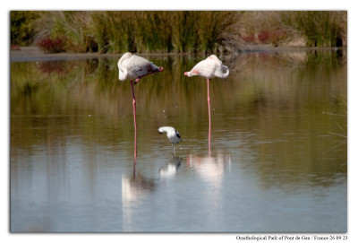 Flamingo 230926-42 kopie.jpg