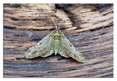 Pasiphila rectangulata 230613-01 kopie.jpg