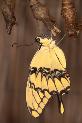 Papilio cresphontes