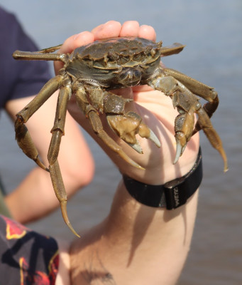 IMG_2907-2 Chinese wolhandkrab (Eriocheir sinensis).JPG