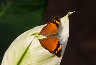 ADH_2079 -Doleschallia bisaltide  Butterflies Universal Sharing,.jpg