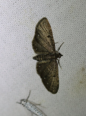 IMG_1193-2 Schermbloemdwergspanner (Eupithecia tripunctaria).JPG
