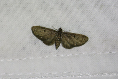 IMG_0702-2 Schermbloemdwergspanner (Eupithecia tripunctaria).JPG