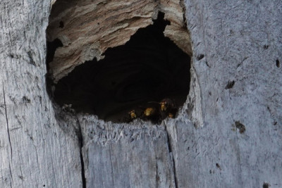 Oud nest van de Zwarte specht. Linker hoornaar staat op  wacht. Midden en rechts is inkomend en vertrekkend vliegverkeer!