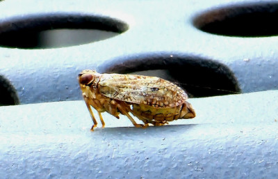 Issus coleopratus Kevercicade Hoorn NH 7 juli 2023