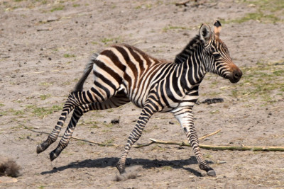 Zebra.365.2k.jpg