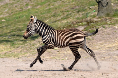 Zebra.361.2k.jpg