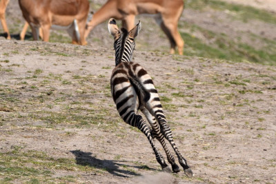 Zebra.360.2k.jpg