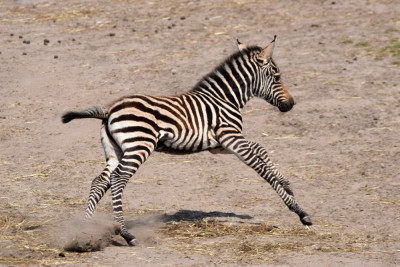 Zebra.357.2k.jpg