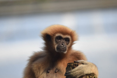 Withandgibbon