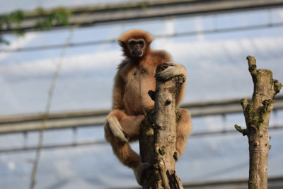 Withandgibbon