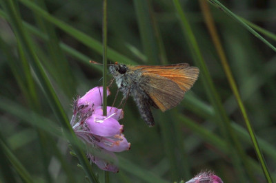 Hoge Veluwe, 15-07-2017