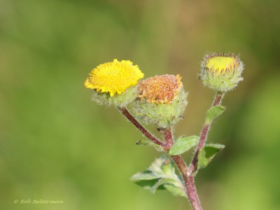 KleinVlooienkruid-009937.JPG