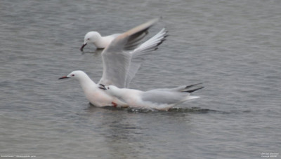 Dunbekmeeuw - Chroicocephalus genei - Salin de Giraud - Frankrijk