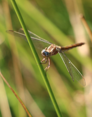 IMG_3974-2 Beekoeverlibel (Orthetrum coerulescens) vrouw).jpg