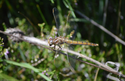 Beekoeverlibel - Orthetrum coerulescens - Vilaller - Spanje