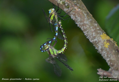 Blauwe glazenmaker - Aeshna cyanea - Eifel - Duitsland