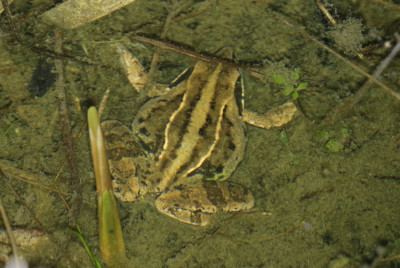 IMG_2279-2 Heikikker Vrouw vol eitjes.jpg