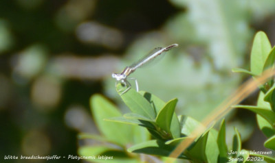 Witte breedscheenjuffer - Platycnemis latipes - Llimiana - Spanje