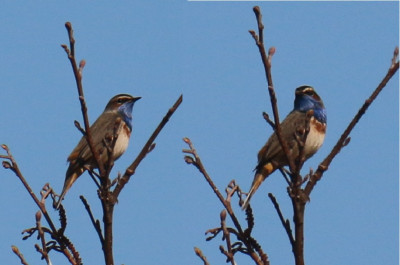 IMG_1765-2 Blauwborst.jpg
