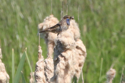 158583225_5 Blauwborst.jpg