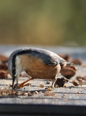 IMG_6595-2 Boomklever (Sitta europaea).JPG