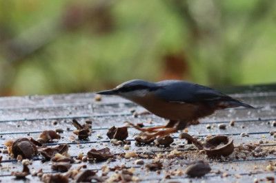 IMG_5967-2 Boomklever (Sitta europaea).JPG