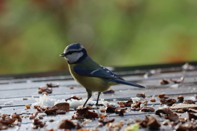 IMG_5408-2 Pimpelmees (Cyanistes caeruleus).JPG