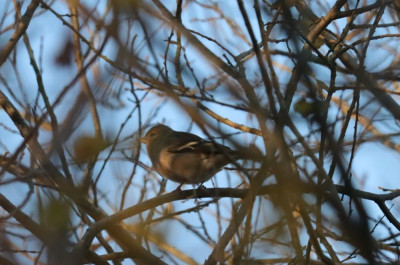 IMG_6744-2 Vink (Fringilla coelebs).JPG