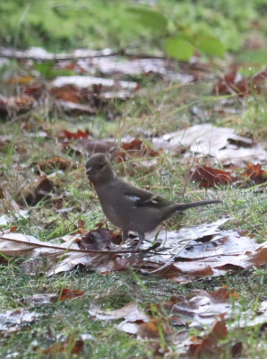 IMG_6117-2 Vink (Fringilla coelebs).JPG