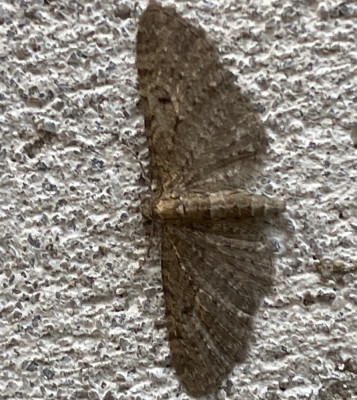 IMG_2203.jpeg