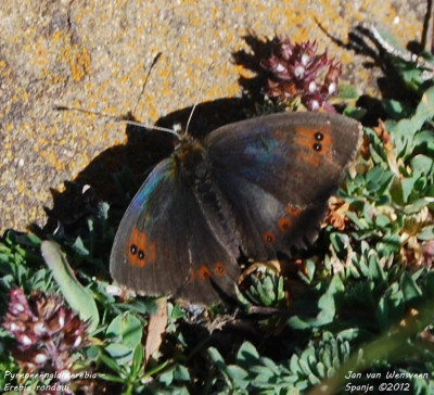 Pyreneeënglanserebia - Erebia rondoui - Valle de Hecho - Spanje