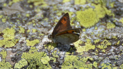 Pyreneeënglanserebia - Erebia rondoui - Aigüestortes i Estany de Sant Maurici - Spanje