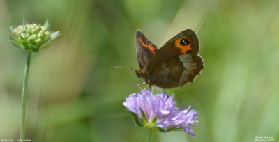 Zomererebia - Erebia aethiops - Wallis - Zwitserland