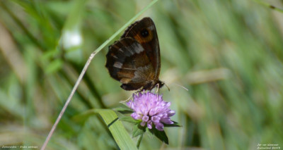 Zomererebia - Erebia aethiops - Wallis - Zwitserland