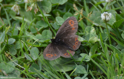 Bontoogerebia - Erebia oeme - Lladorre - Spanje