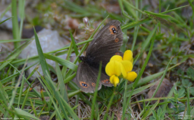 Bontoogerebia - Erebia oeme - Lladorre - Spanje