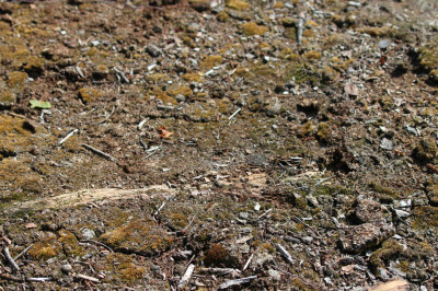 IMG_1487-2 Zoekplaatje 1 Blauwvleugelsprinkhaan (Oedipoda caerulescens).jpg