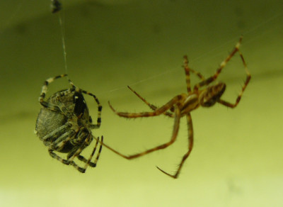 Kruisspinnen (Araneus diadematus)01.jpeg