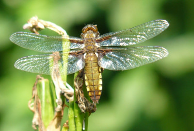 Platbuik (Libellula depressa)03.jpeg