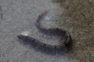 IMG_7121-2 Botervis (Pholis gunnellus).JPG