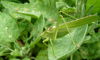 Grote Groene Sabelsprinkhaan (Tettigonia viridissima)03.jpeg