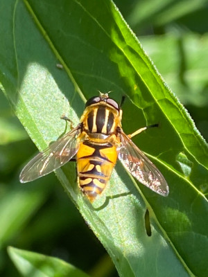 11 Gewone pendelvlieg (Helophilus pendulus).jpeg